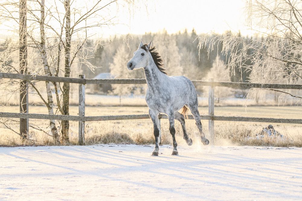 Hevonen juoksee Paddock Paradise -hoitojärjestelmän kaltaisissa olosuhteissa